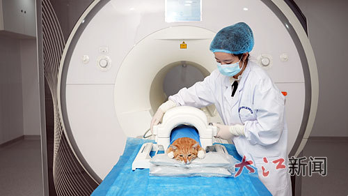 最好的股票配资平台 “它经济”崛起，江西宠物经济如何“出圈”?